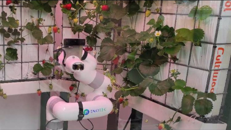 ep la empresa catalana enkitek disena un robot para la recoleccion de frutas y verduras ep la empresa catalana enkitek disena un robot para la recoleccion de frutas y verduras