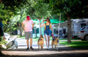 ep las reservas de campings con mascotas en espana crecen un 60 para este verano segun la feec