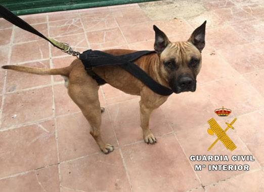 Perro recuperado | DELEGACIÓN ep perro recuperado