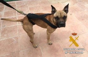ep perro recuperado