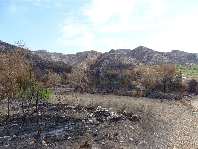 Zona afectada por el incendio de Llutxent | GVA ep zona afectadaincendiollutxent