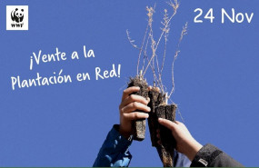 ep campana de plantacion en red de wwf que el proximo domingo 23 de noviembre se celebrara en 11