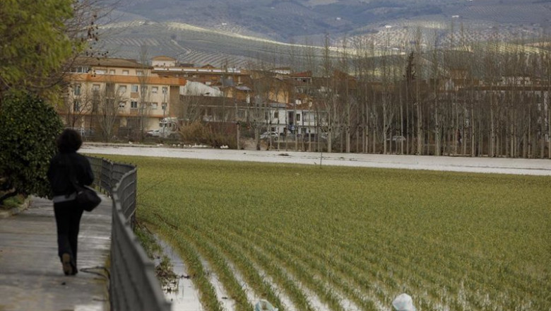 Cultivos anegados tras las inundaciones producidas por el desbordamiento del río Genil causado por la borrasca Leonardo | Álex Cámara - Europa Press ep cultivos anegados tras las inundaciones producidas por el desbordamiento del rio genil causado
