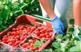 ep fresas 20210303113012