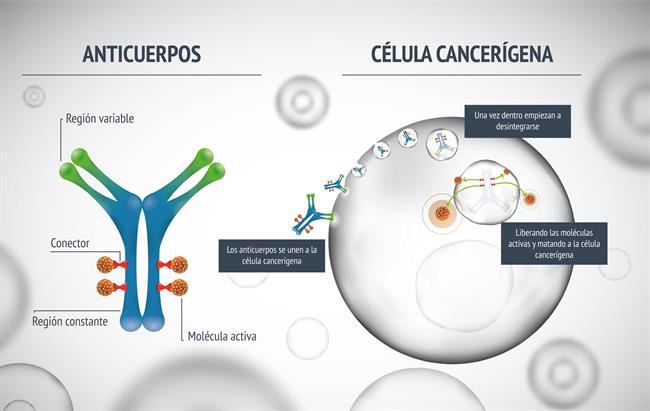 ep infografia anticuerpo conjugado
