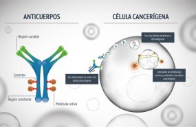 ep infografia anticuerpo conjugado