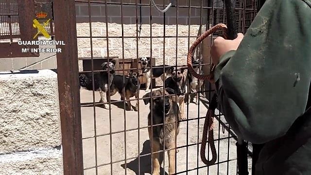ep intervenidainstalacion59 perros