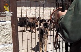 ep intervenidainstalacion59 perros