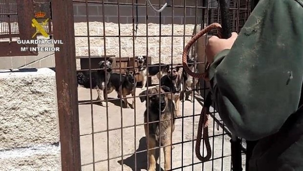 ep intervenidainstalacion59 perros