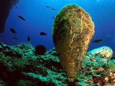 Molusco nacra ('Pinna nobilis') | WIKIMEDIA COMMONS ep molusco nacra pinna nobilis