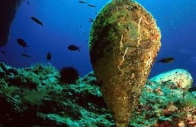 ep molusco nacra pinna nobilis