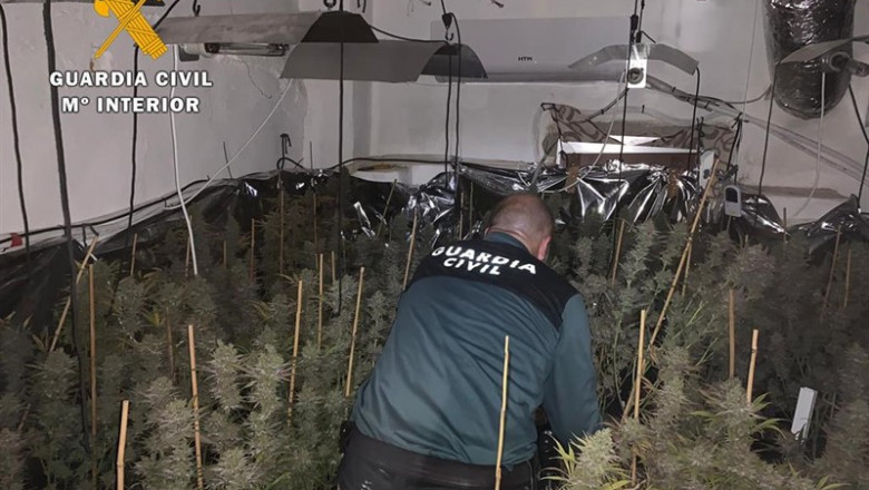 ep plantacionesmarihuana intervenidas