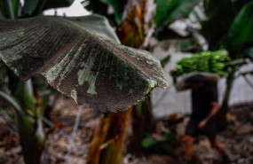 ep una platanera llena de ceniza mientras los agricultores recogen las pinas de platanos