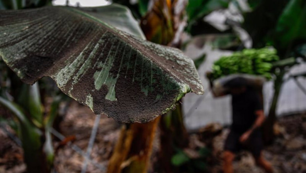 ep una platanera llena de ceniza mientras los agricultores recogen las pinas de platanos