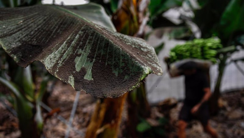 Una platanera llena de ceniza, mientras los agricultores recogen las piñas de plátanos | Kike Rincón - Europa Press ep una platanera llena de ceniza mientras los agricultores recogen las pinas de platanos