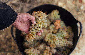 ep uva blanca de la doc rioja ep uva blanca de la doc rioja