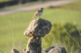 calandria comun calandria comun