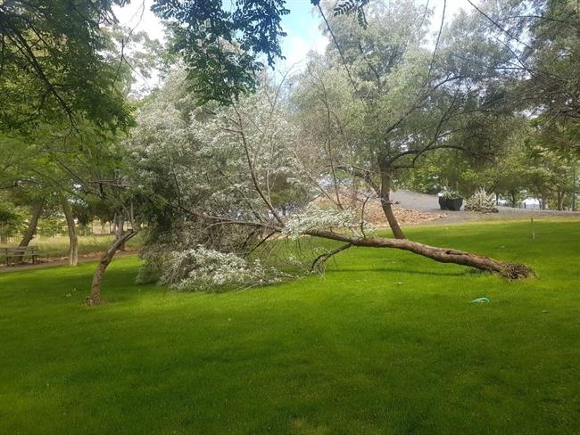 ep arbol caido puertollano