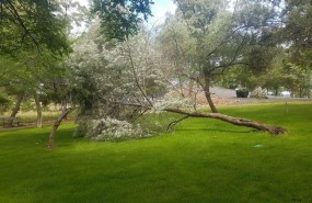 ep arbol caido puertollano