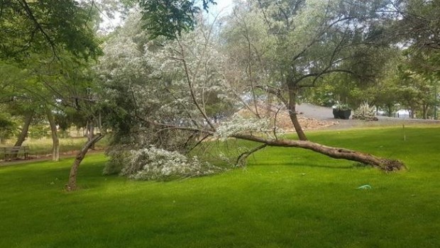 ep arbol caido puertollano
