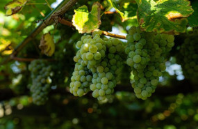 ep archivo   varias uvas colgando de una parra en una de las fincas de la bodega senorio de sobral a