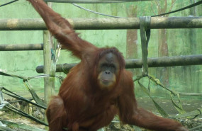 ep la orangutana victoria