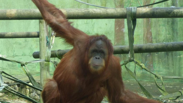 ep la orangutana victoria