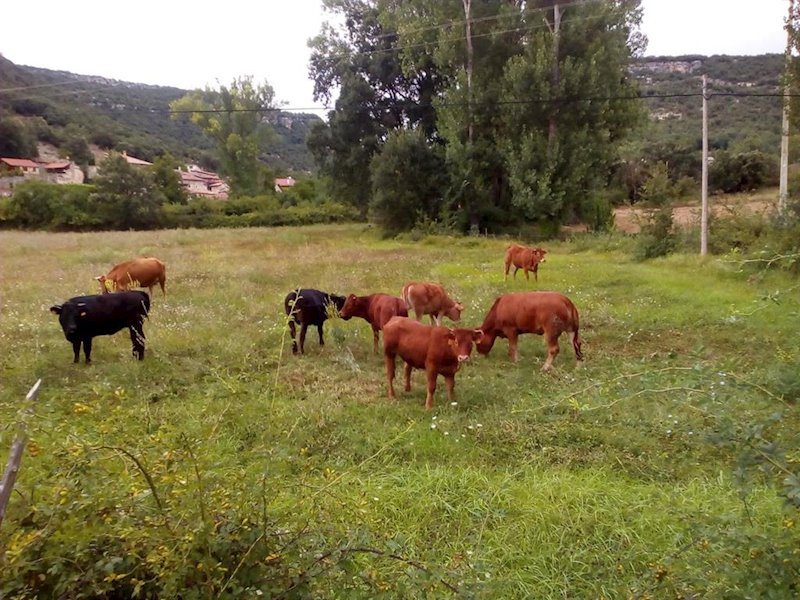 ep reses en una finca en una imagen de archivo