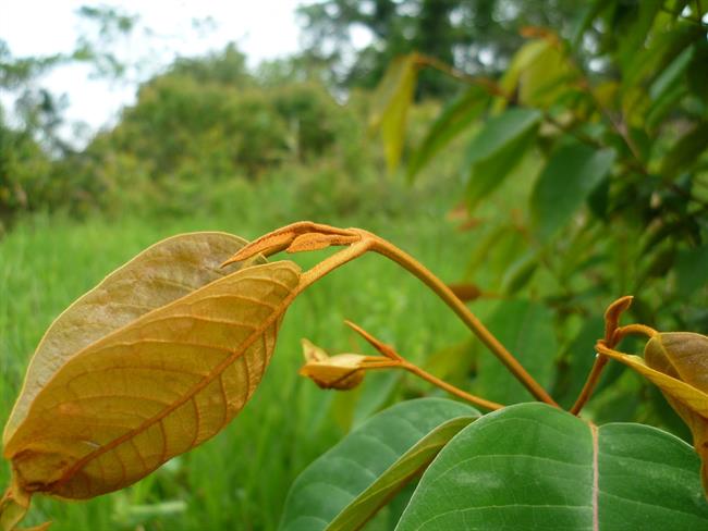 ep tesis planta antitumoral upvehu