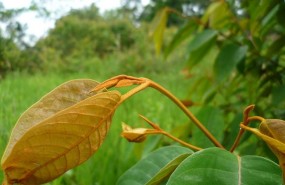 ep tesis planta antitumoral upvehu
