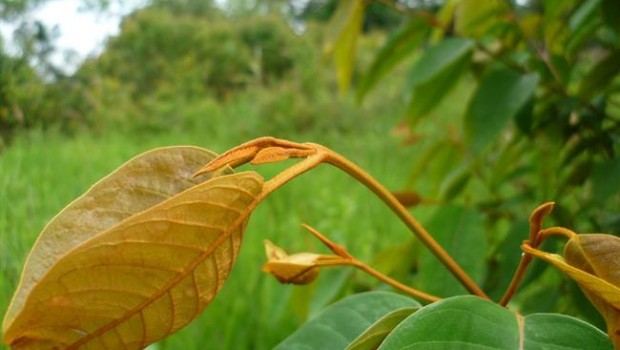 ep tesis planta antitumoral upvehu
