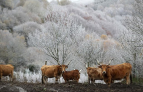 ep vacas durante la nevada en pedrafita a 20 de noviembre de 2025 en lugo galicia espana ep vacas durante la nevada en pedrafita a 20 de noviembre de 2025 en lugo galicia espana