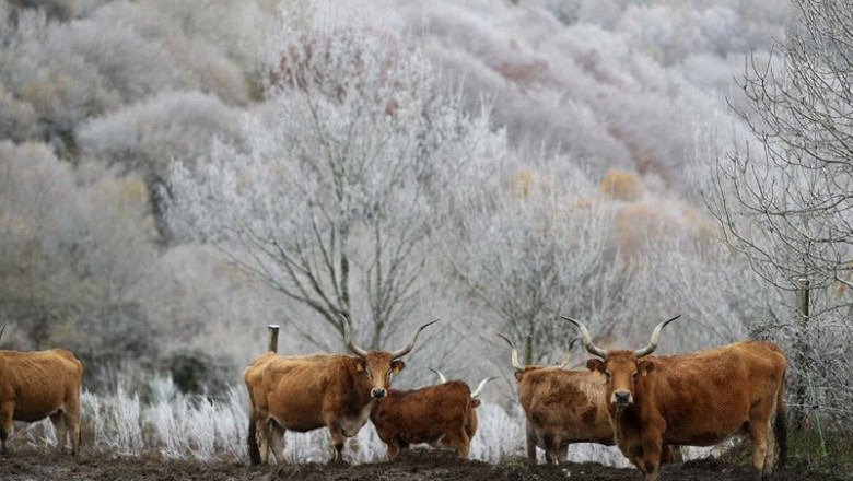 Vacas durante la nevada en Pedrafita, a 20 de noviembre de 2025, en Lugo, Galicia (España) | Carlos Castro - Europa Press ep vacas durante la nevada en pedrafita a 20 de noviembre de 2025 en lugo galicia espana