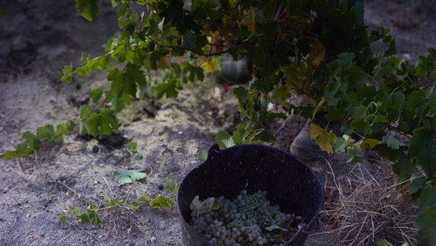 ep vendimia en un vinedo de la bodega de las moradas de san martin