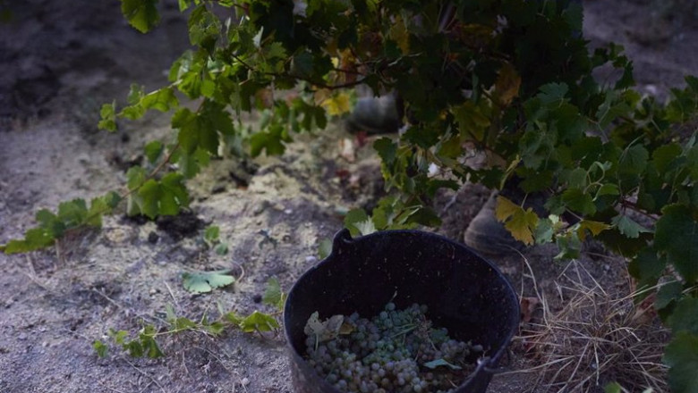 ep vendimia en un vinedo de la bodega de las moradas de san martin ep vendimia en un vinedo de la bodega de las moradas de san martin