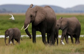 le-braconnage-des-elephants-recule-en-afrique le-braconnage-des-elephants-recule-en-afrique