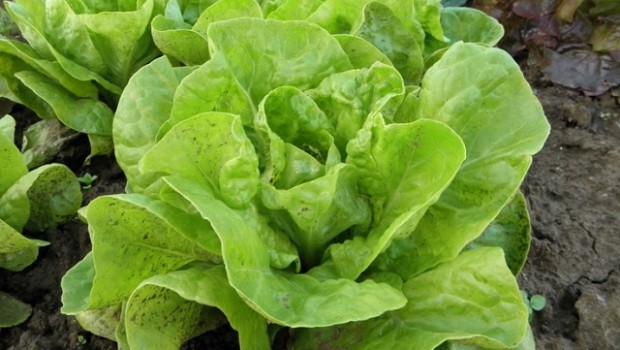 lechuga