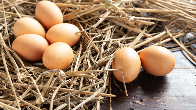 pienso gallinas ponedoras 20260902151724 