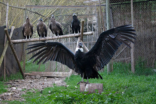 condor