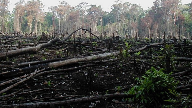 deforestacion