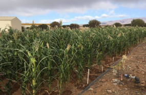 ep archivo   plantacion agricola en canarias