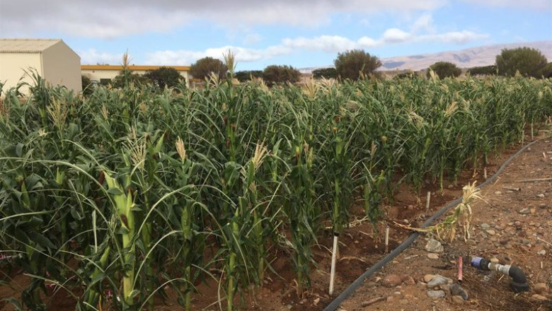 ep archivo plantacion agricola en canarias ep archivo plantacion agricola en canarias