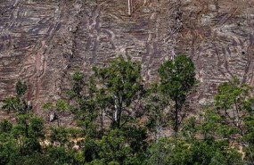 ep documentation of landcover and oil palm plantation development in pt agrinusa pe