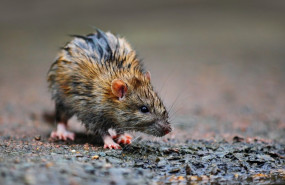 1568821116 ratas tras la inundaci n