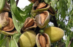 ep archivo   frutos secos 20260413182103