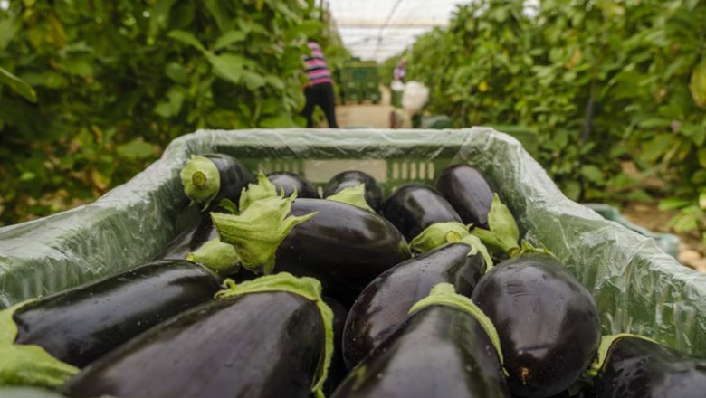 Archivo - La comercialización de segundas categorías de berenjena larga vuelve al mercado andaluz tras 20 días suspendida | HORTYFRUTA - Archivo ep archivo la comercializacion de segundas categorias de berenjena larga vuelve al mercado andaluz