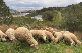 ep archivo   rebano de ovejas y cabras