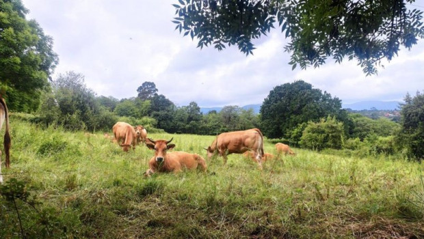 ep archivo   vacas en villaviciosa ganaderia pac