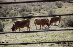 ep archivo varias vacas pastando en una actividad ganadera extensiva en colmenar viejo a 12 de ep archivo varias vacas pastando en una actividad ganadera extensiva en colmenar viejo a 12 de