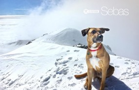 ep calendario solidario 2018la protectora refugio